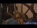 Squirrel Licker