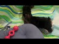 Click here to watch this video Tiny Yorkies Yorkshire Terrier Puppies 8 Weeks Old Too Cute Must See