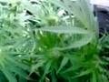 My marijuana plants 2 weeks in 2 bud