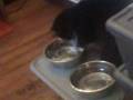 videos de Catstevens again_NEW.avi