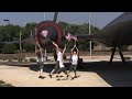 DAY of FREEDOM! --- Military Tribute!