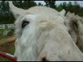 Donkey