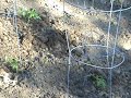 Vegetable garden Pt. 1 Vegetable garden Pt. 1