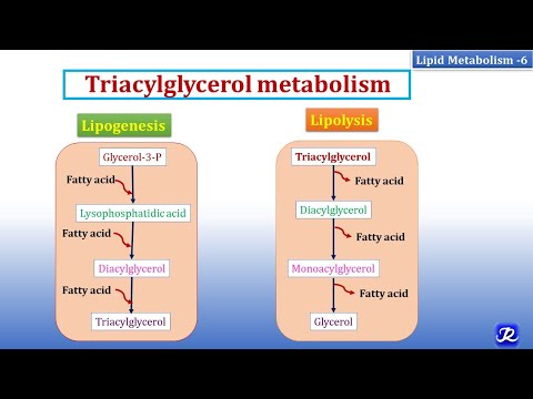 6: Triacylglycerol Metabolism | Lipid Metabolism-6 | Biochemistry | N'JOY Biochemistry