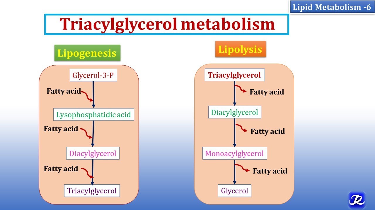 6: Triacylglycerol Metabolism | Lipid Metabolism-6 | Biochemistry | N'JOY Biochemistry