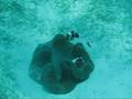 videos de Anemone Fish