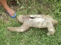 Amazonian Sloth near Iquitos, Peru