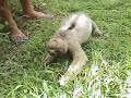 Amazonian Sloth near Iquitos, Peru