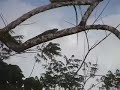 Amazonian Sloth near Iquitos, Peru
