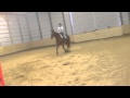 Bay Thoroughbred Gelding for Sale