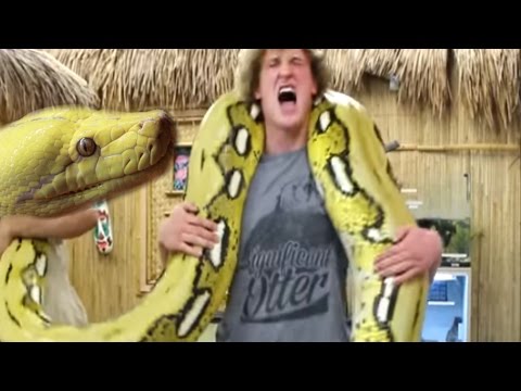 YouTube reptile video