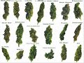 Afroman-because i got high Afroman-because i got high