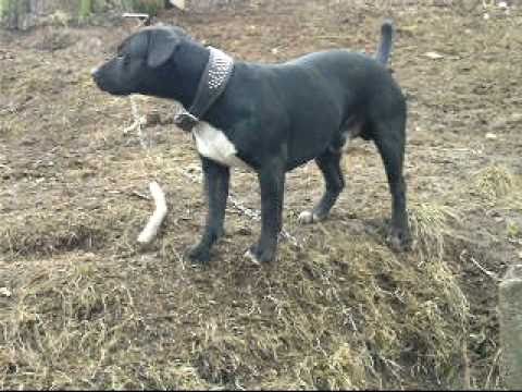 boarbull