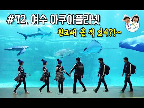 흰고래 본 적 있니?!~ - 여수 아쿠아플라넷 여수FIT #72..