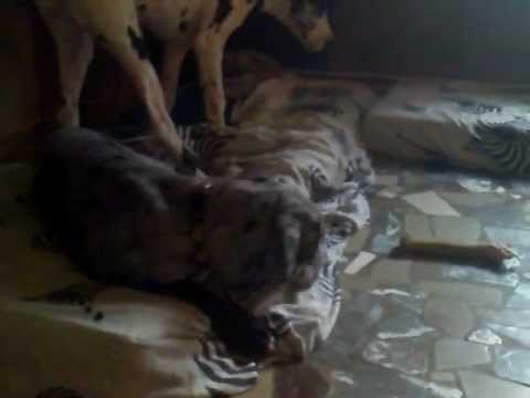 dogue allemand