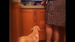 Большой привет от маленьких Лабро-Москвичей) Honey View Santa Claus(Timantti Solid Summer Day &