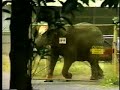 angry elephant olifant