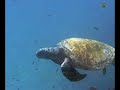 Galápagos en peligro - Endangered Galápagos Galápagos en peligro - Endangered Galápagos
