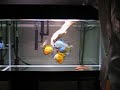 Discus Discus