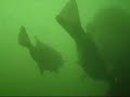 Hand Feeding Smallmouth Bass Scuba Diving