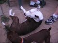 Mini pinscher playing with pitbull