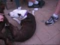 Mini pinscher playing with pitbull
