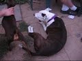 Mini pinscher playing with pitbull