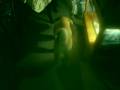 Akita Inu video