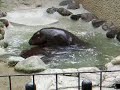 Pygmy Hippopotamus-1 Mother and Baby of PygmyHippopotamus Pygmy Hippopotamus-1 Mother and Baby of PygmyHippopotamus