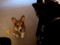 Butterball at 2 months Hanging on Oreo's face
