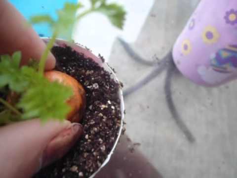 how to replant carrot tops