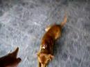 meu cachorro