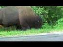 Bison