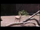 San Diego Zoo - 3 May 2008