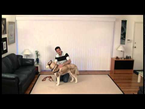 how to fit easy walk harness
