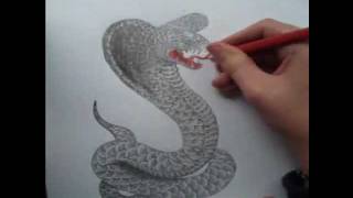 Cobra Drawing Timelapse