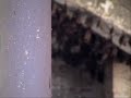 Bats Inhabit Abandoned Cathedral ~ Bats Inhabit Abandoned Cathedral ~