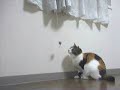 A calico cat seemed to dance A calico cat seemed to dance