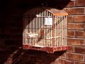 Curi� Pardo Imperador