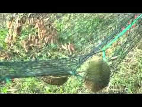 how to harvest durian