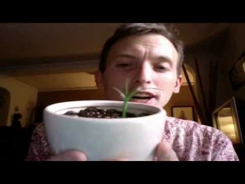 how to transplant ti leaf