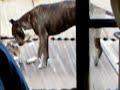 el viola gatos xD mi perro el chiki xD el viola gatos xD mi perro el chiki xD