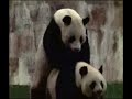 funny-animals-fucking-or-mating-they-seem-to-enjoy-it.html