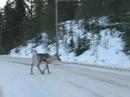 Reindeers crossing the road Reindeers crossing the road