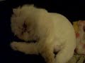 baby Izzy sleep Sound-ly