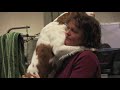 Miserable, Suffering Show Dogs