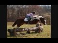 videos de Virginia Sport Horses Hunt Prospects Part II