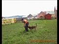 DRESAJ DOGMASTER (malinois atac lansat)