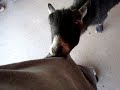 Phoenix Zoo Hungry Goat Phoenix Zoo Hungry Goat