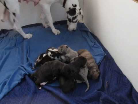 Momma loves her new fur babies